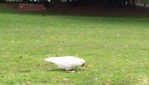 Cacatoès - Jardin botanique - Sydney