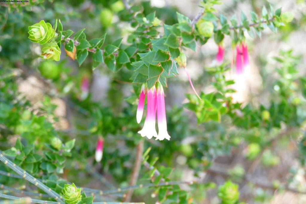 La pointe nord - Sydney