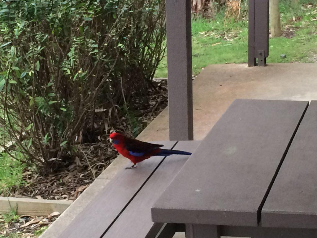 Beacon Point - Appolo Bay - Great Ocean Road - Victoria