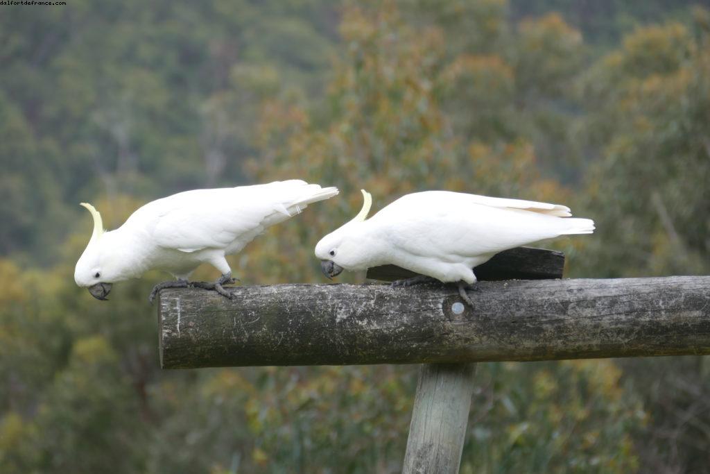 Beacon Point - Appolo Bay - Great Ocean road - Victoria