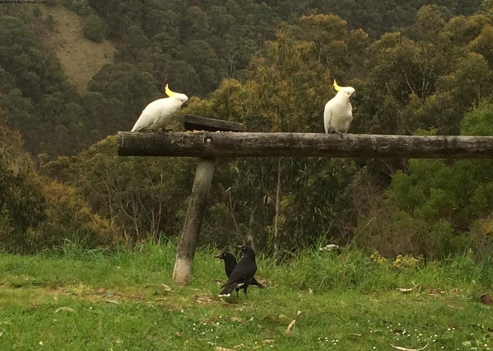 Beacon Point - Appolo Bay - Great Ocean Road - Victoria