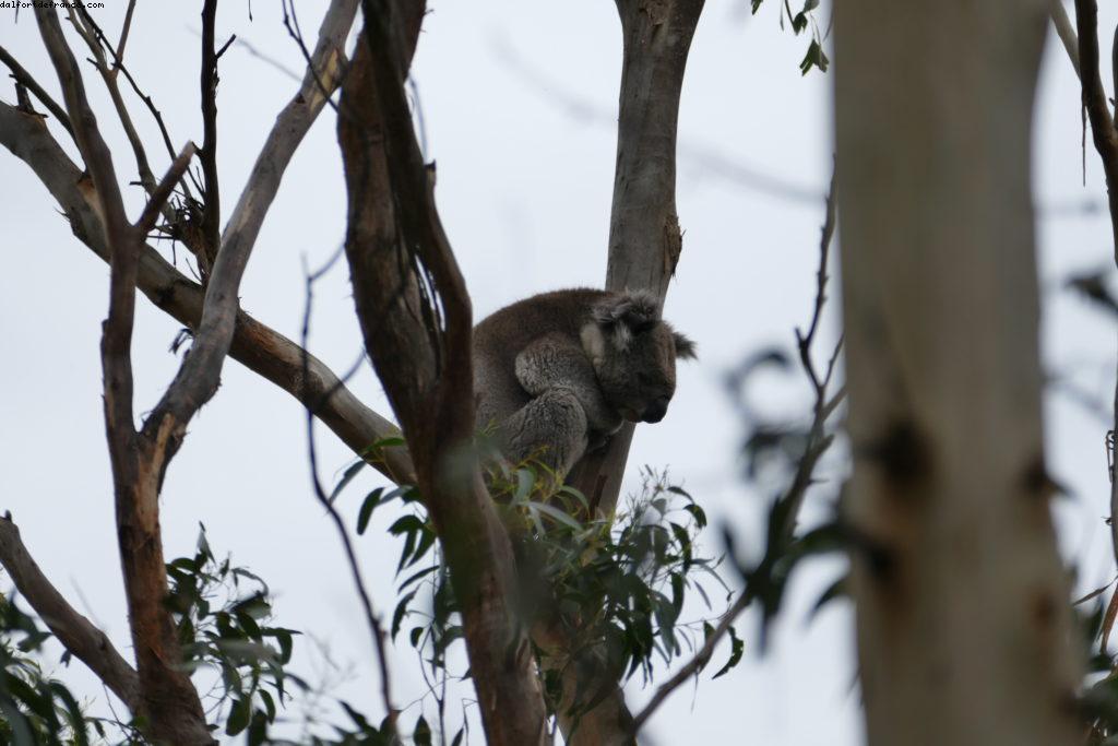 Beacon Point - Appolo Bay - Great Ocean road - Victoria