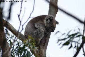 Beacon Point - Appolo Bay - Great Ocean road - Victoria