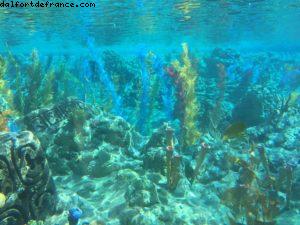 A la recherche de Nemo en sous-marin - Gaydays Disneyland - Los Angeles