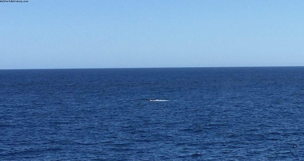 Banc de baleines - Notre 51eme croisière Atlantis (à bord du Golden Princess)