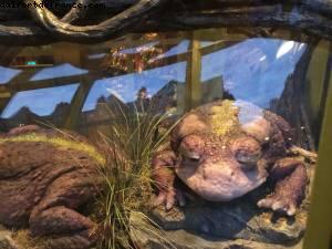 Diagon Alley - Universal Studios - Orlando, Florida (November 2014)