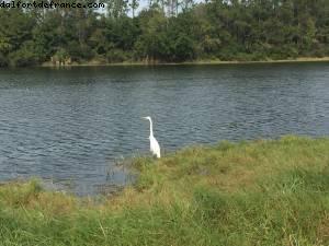 Hollywood Studios - Walt Disney World - Orlando, Florida (November 2014)