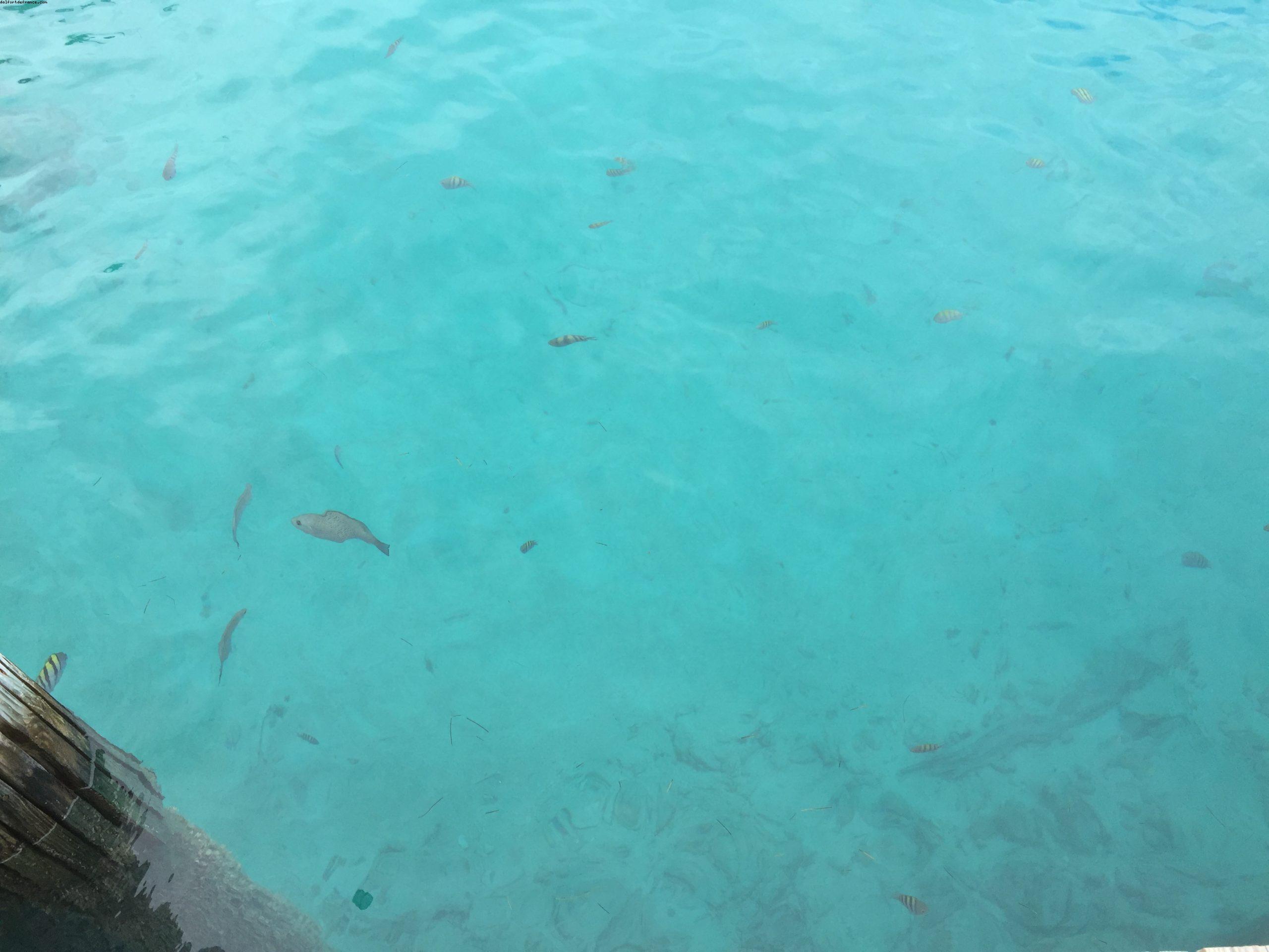 Princess Cay - île privée - Bahamas - Notre 11eme croisière RSVP (à bord du Regal Princess)