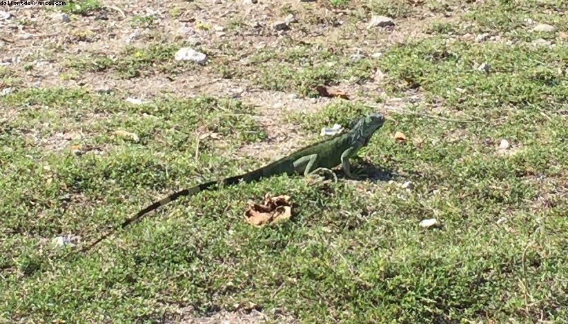 Grand Cayman - Notre 11eme croisière RSVP (à bord du Regal Princess)