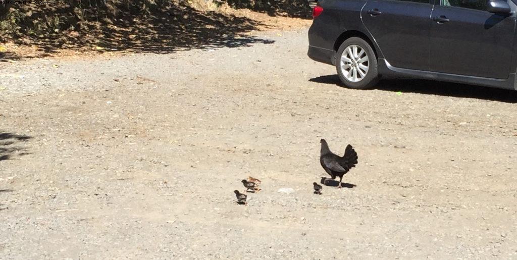 Sentier de randonnée circulaire de la vallée de Makiki - Honolulu - Oahu