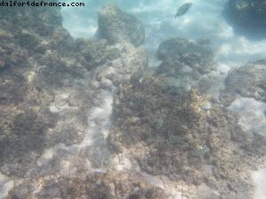 Observation des poissons - Côte Nord