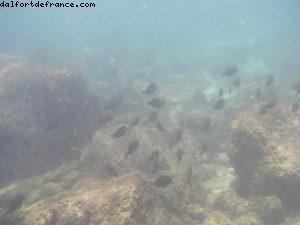 Observation des poissons - Côte Nord