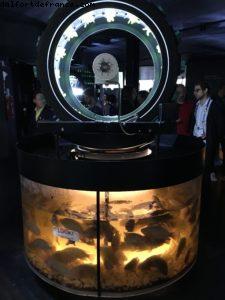 Belgium (1397) - Expo - Milan