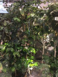 Coffee Cluster (1195) - Expo - Milan