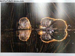 Hungary (1449) - Expo - Milan