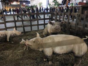 Main Street (1240) - Expo - Milan