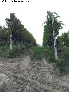 Palas Cerquio - La Morra