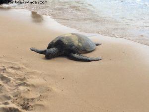 Turtle Beach - North Shore - Oahu