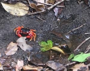 Chemin d'accès à la Petite Anse des Salines - Notre 55eme croisière Atlantis (à bord du Celebrity Summit)
