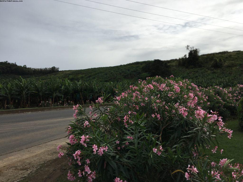 Plantations de bananes - Notre 55eme croisière Atlantis (à bord du Celebrity Summit)