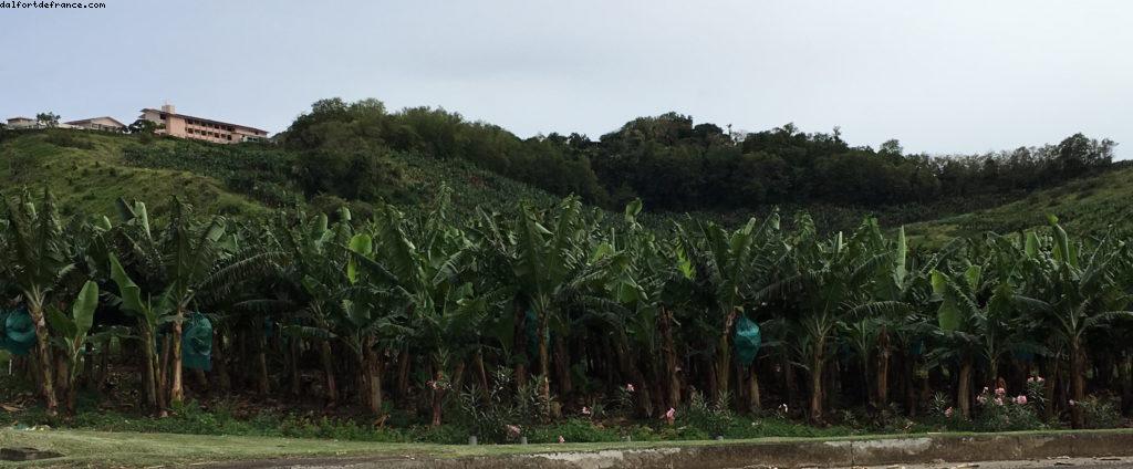 Plantations de bananes - Notre 55eme croisière Atlantis (à bord du Celebrity Summit)