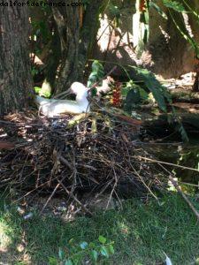 Animal Kingdom - Walt Disney World