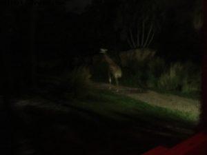 Nuit à Animal Kingdom - Walt Disney World