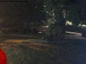 Nuit à Animal Kingdom - Walt Disney World