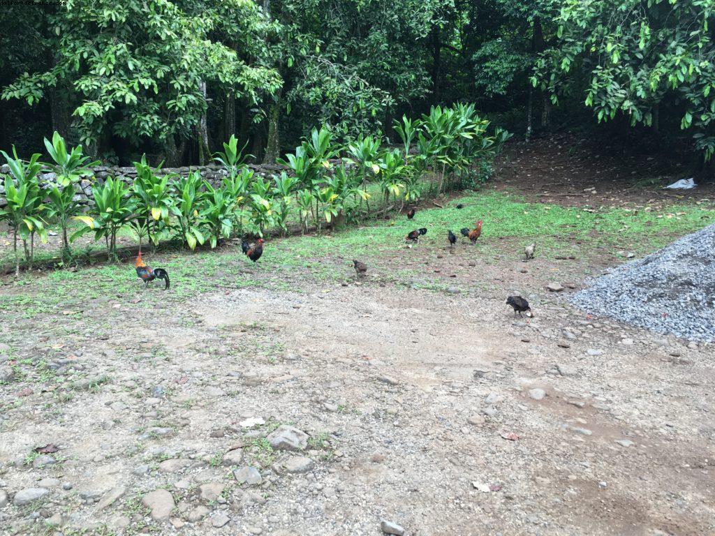 Conduite autour de Moorea - Notre 56eme croisière Atlantis (à bord de l'Oceania Marina)