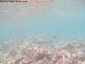 Observation des poissons sur l'île de Rangiroa (Tuamotu) - Notre 56eme croisière Atlantis (à bord de l'Oceania Marina)