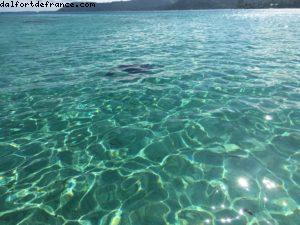 Observation des poissons à Bora Bora - Notre 56eme croisière Atlantis (à bord de l'Oceania Marina)