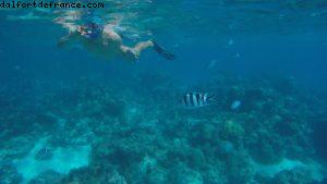 Observation des poissons à Bora Bora - Notre 56eme croisière Atlantis (à bord de l'Oceania Marina)