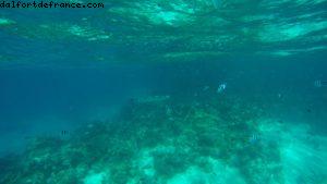 Observation des poissons à Bora Bora - Notre 56eme croisière Atlantis (à bord de l'Oceania Marina)