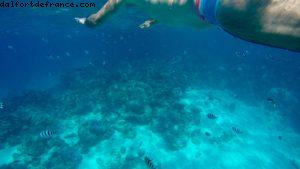Observation des poissons à Bora Bora - Notre 56eme croisière Atlantis (à bord de l'Oceania Marina)