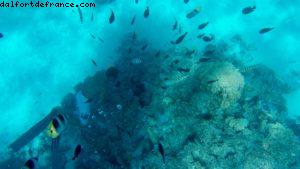 Observation des poissons à Bora Bora - Notre 56eme croisière Atlantis (à bord de l'Oceania Marina)