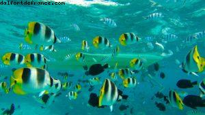 Observation des poissons à Bora Bora - Notre 56eme croisière Atlantis (à bord de l'Oceania Marina)