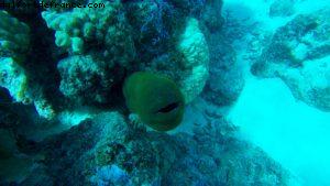 Observation des poissons à Bora Bora - Notre 56eme croisière Atlantis (à bord de l'Oceania Marina)