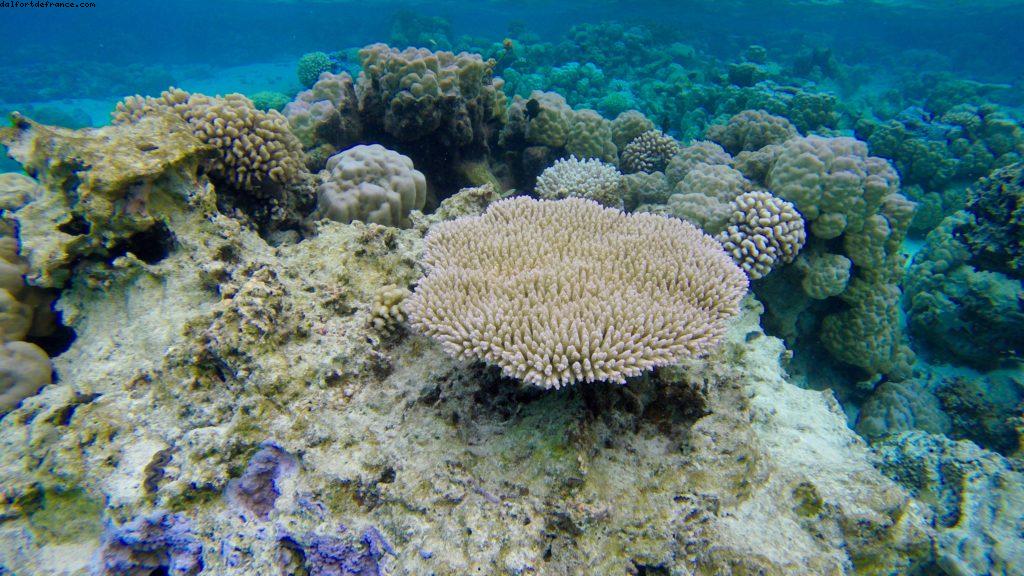 Observation des poissons à Bora Bora - Notre 56eme croisière Atlantis (à bord de l'Oceania Marina)