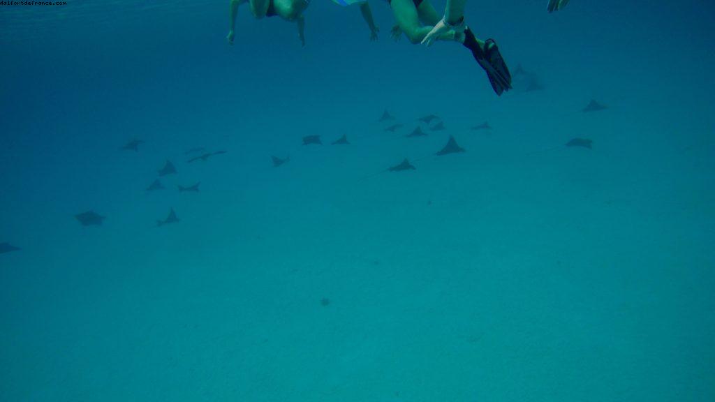 Observation des poissons à Bora Bora - Notre 56eme croisière Atlantis (à bord de l'Oceania Marina)
