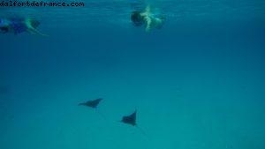 Observation des poissons à Bora Bora - Notre 56eme croisière Atlantis (à bord de l'Oceania Marina)