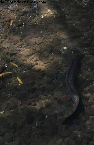 Anguille aux yeux bleu - Conduite autour de Huahine - Notre 56eme croisière Atlantis (à bord de l'Oceania Marina)
