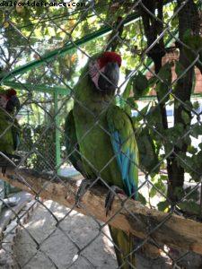 Puerto Vallarta - Notre 60eme croisière Atlantis (à bord du Westerdam)