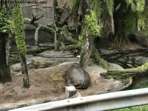 Animal Kingdom - Walt Disney World