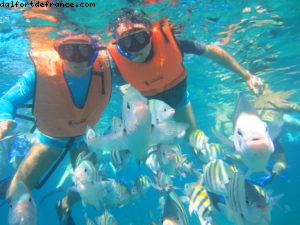 Observation des poissons à Cozumel - Notre 61eme croisière Atlantis (à bord de l'Allure of the Seas)