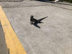 Costa Maya - Notre 61eme croisière Atlantis (à bord de l'Allure of the Seas)