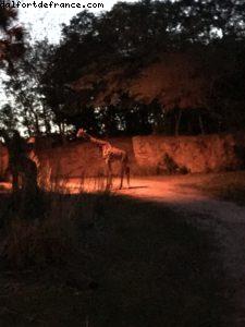 Animal Kingdom - Walt Disney World