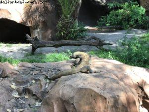 Maharajah Jungle Trek - Animal Kingdom - Disney Gaydays - Walt Disney World - Orlando