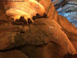 Avatar Flight of Passage - Pandora - Animal Kingdom - Disney Gaydays - Walt Disney World - Orlando