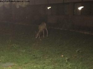 Faune locale - Rive Sud - Grand Canyon Village