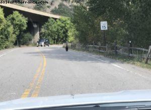 Un ours traverse la route! - Balade en voiture au Colorado 